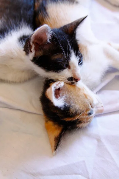 Gatinho Gato Bonito Animal Estimação Fundo — Fotografia de Stock