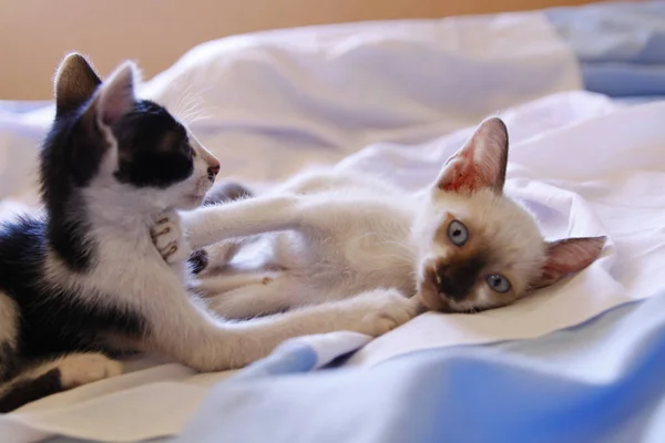 Kätzchen Katze Niedliche Tiere Haustier Hintergrund — Stockfoto