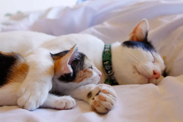 Kätzchen Katze Niedliche Tiere Haustier Hintergrund — Stockfoto