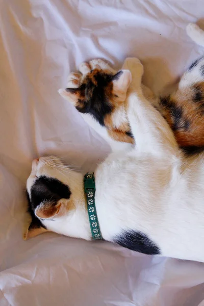 Kätzchen Katze Niedliche Tiere Haustier Hintergrund — Stockfoto