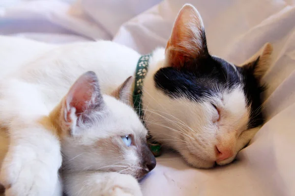 Kätzchen Katze Niedliche Tiere Haustier Hintergrund — Stockfoto