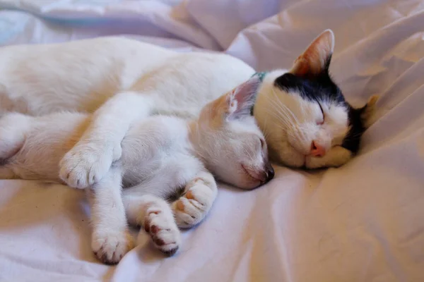 Kätzchen Katze Niedliche Tiere Haustier Hintergrund — Stockfoto