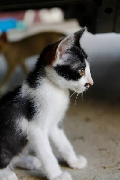 Gatinho Gato Bonito Animais Pet Fundo — Fotografia de Stock