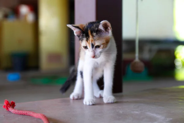 Gatinho Gato Bonito Animais Pet Fundo — Fotografia de Stock