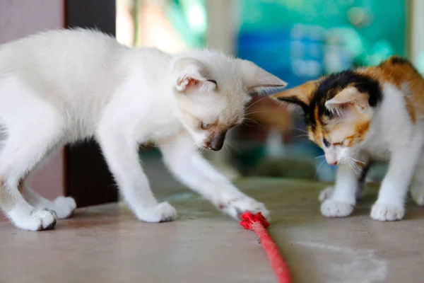 Gatinho Gato Bonito Animais Pet Fundo — Fotografia de Stock