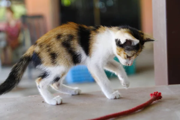 Gatinho Gato Bonito Animais Pet Fundo — Fotografia de Stock