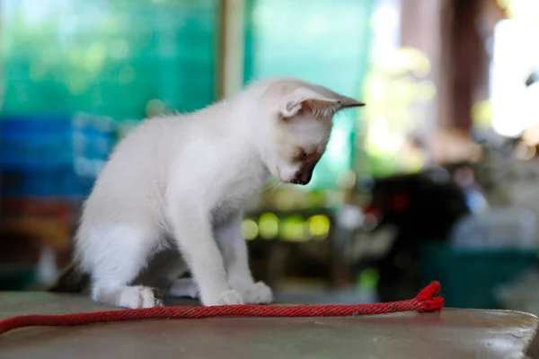 Kotek Kot Słodkie Zwierzęta Zwierzę Tło — Zdjęcie stockowe