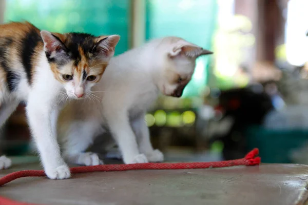 Gatinho Gato Bonito Animais Pet Fundo — Fotografia de Stock