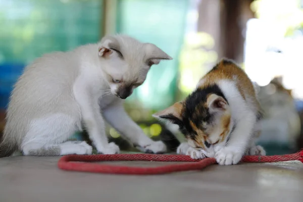 Kitten Kat Schattig Dieren Huisdier Achtergrond — Stockfoto