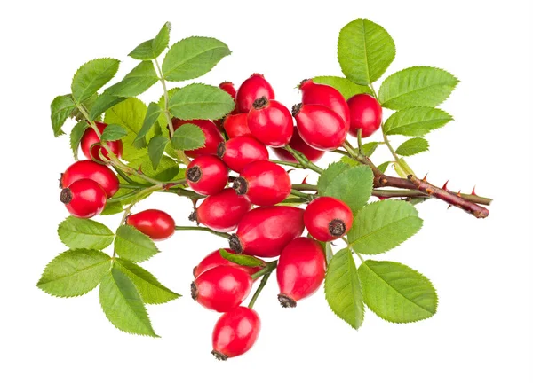 Ripe Red Rosehips Thorny Briar Twigs Isolated White Background Rosa — Stock Photo, Image
