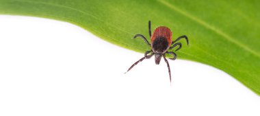 Geyik tik paraziti panoramik beyaz arka planda yeşil yaprak bekliyor. Ixodes ricinus. Dikkat! Doğa tehlikesi. Kene kaynaklı hastalıklar bulaşma önleyici. Ensefalit veya Lyme borreliosis uyarısı.