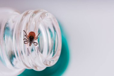 Geyik beyaz arka planda küçük cam laboratuvar deney tüpü üzerinde kene. Ixodes ricinus. Laboratuvarda açık ilaç şişesi ve bulanık yeşil başlık üzerindeki tehlikeli parazit. Kene kaynaklı hastalıklar araştırması.
