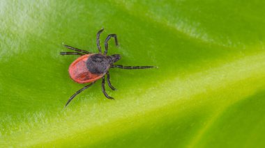 Doğal yeşil arka planda Castor fasulyesi kenesi. Ixodes ricinus veya skapularis. Parazit böceğe yakın çekim. Mite sarı damarlı yaprak dokusunda sürünüyor. Kene kaynaklı hastalıkların bulaşması.