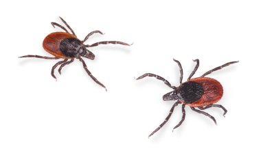 Beyaz bir arka planda izole edilmiş asalak hintyağı keneleri. Ixodes ricinus. İki sürünen böcek paraziti. Kene kaynaklı tehlikeli hastalıklar taşıyıcıları. Ensefalit veya Lyme borreliosis önleme.