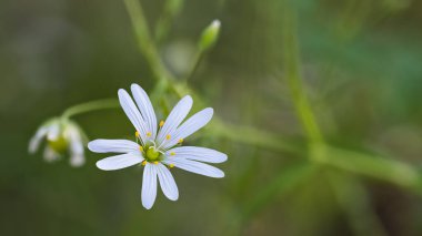 Doğal bulanık arkaplanda çimen benzeri bir çayır otu. Stellaria graminesi. Yeşil orman açıklıklarında küçük taç yaprakları ve erkek organları olan narin beyaz çiçeğe yakın çekim. Bahar civcivi otu otu.