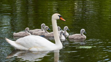 Zarif, beyaz, dilsiz kuğu ve gölet yüzeyinde şirin cygnetler. Kuğu rengi. Güzel, uzun boyunlu bir kuş ve yeşil ağaçların yansıttığı suda yüzen genç gri kuşları var. İdeali peri masalı sahnesi.