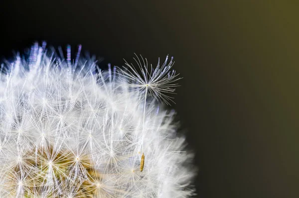 Detailní Záběr Nadýchaných Semen Obyčejné Pampeliškové Květinové Hlavě Tmavém Pozadí — Stock fotografie