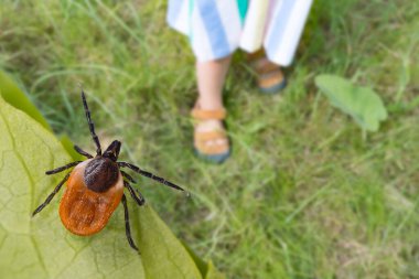 Tehlikeli geyik kenesi ve çimlerin üzerinde yaz ayakkabısı giymiş küçük çocuk bacakları. Ixodes ricinus. Parazit yeşil yaprağa saklanmış ve küçük kız ayakları doğa parkındaki çimenlikte sandaletlerde. Kene kaynaklı hastalık önleme.