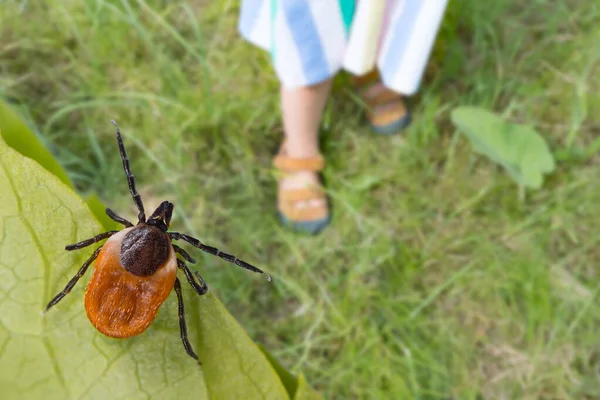 Tehlikeli geyik kenesi ve çimlerin üzerinde yaz ayakkabısı giymiş küçük çocuk bacakları. Ixodes ricinus. Parazit yeşil yaprağa saklanmış ve küçük kız ayakları doğa parkındaki çimenlikte sandaletlerde. Kene kaynaklı hastalık önleme.