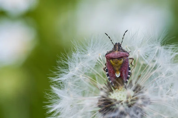 Sloe Bugg Vanliga Maskros Klocka Grön Bakgrund Dolycoris Baccarum Taraxacum — Stockfoto