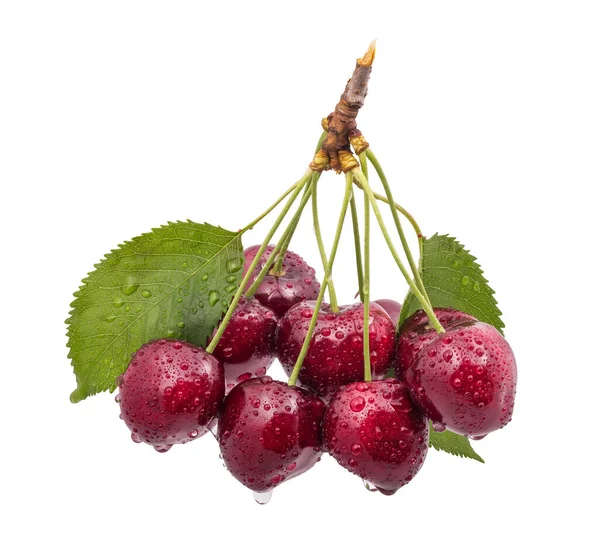 Closeup Wet Ripe Red Sweet Cherries Isolated White Background Prunus — Stock Photo, Image