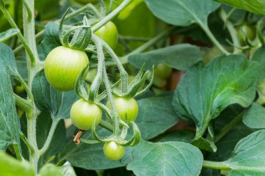 Kıllı saplı bir demet domates meyvesi gelişen genç yeşile yakın çekim. Solanum lycopersicum. Çalılıklarda küçük olgunlaşmamış domates meyveleri ve arka planda yemyeşil yapraklar. Serada sebze yetiştiriyorum..