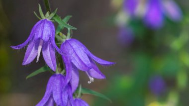 Çiçek açan ısırgan çiçeğinin yakın plan resmi. Karanlık, bulanık, doğal arka plan. Campanula soluk borusu. Kıllı menekşe çanın yeşil yapraklı sapında çiçek şeklinde güzel bir detay. Seçici odak.