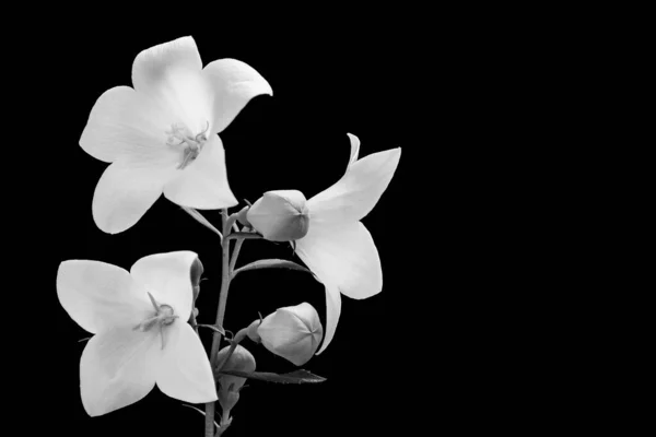 Schwarz Weißer Chinesischer Glockenblumenzweig Platycodon Grandiflorus Romantisches Detail Aus Zarten — Stockfoto