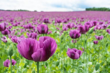 Mor çiçek tarlasında narin taç yaprakları olan afyon afyonlu haşhaş çiçeğinin yakın çekimi. Papaver somniferum. Güzel, narin bir çiçek başı ve bulanık bahar manzarasında yeşil tomurcuk. Beyaz mavi gökyüzü..