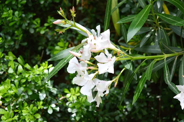 Árbol de flores blancas —  Fotos de Stock