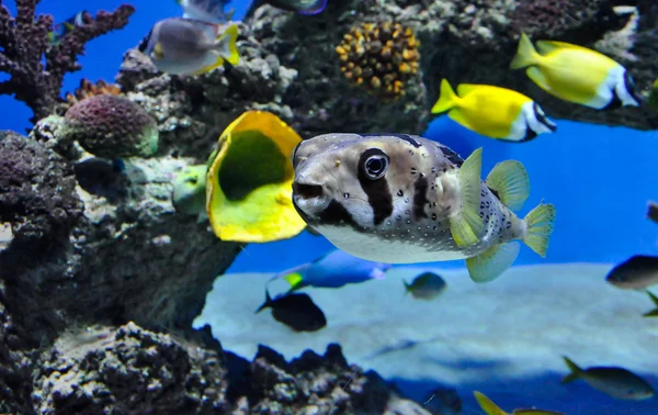 Moskova Oceanarium büyük deniz balıkları