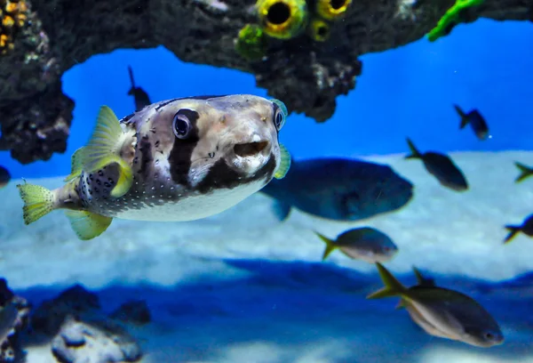 Moskova Oceanarium büyük deniz balıkları