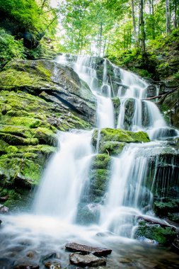 Ormanda güzel, sütlü ve yüksek bir şelale. Şelale ormanlarla, ağaçlarla, otlarla çevrilidir. Duvar kâğıdı, dergi ve seyahat için şelale manzarası.
