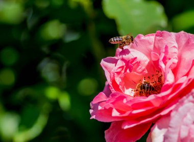 Bir arı güzel bir kırmızı çiçeğin üzerinde uçar. Arı tatlı bal toplar, nektar. Büyük kırmızı bir çiçek, güzel kokulu çiçekli bir arıyı çağırır. Güzel duvar kağıdı.