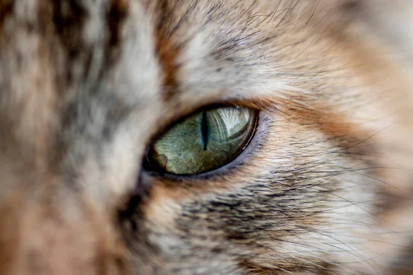 Belo Olho Gato Siberiano Está Perto Olhos Gato Close Olho — Fotografia de Stock