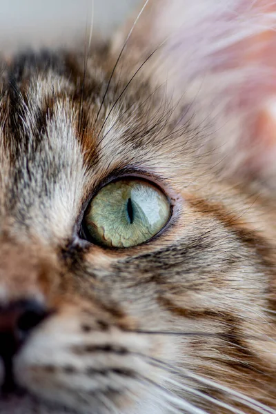Belos Olhos Gato Close Olho Gato Verde Olho Gato Siberiano — Fotografia de Stock