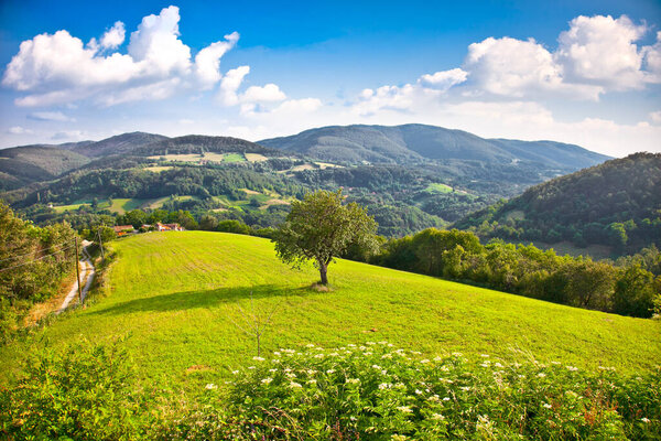 Tree on the midle of meadow , Divcibare mountain, Serbia.