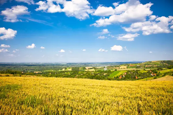 Sırbistan 'ın Voyvodina kentindeki altın buğday tarlasında Fruska gora' dan panoramik manzara.