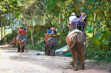 Phuket, Tayland - 24 Ocak 2016: 24 Ocak 2016 'da Phuket Adası' nda fil yürüyüşü, turist eğlencesi. Tayland.
