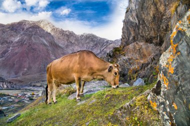 Stepantsminda ve dağ köylerinden Kazbegi Milli Parkı sulu yamaçlarında otlatmak, Gürcistan. Avrupa