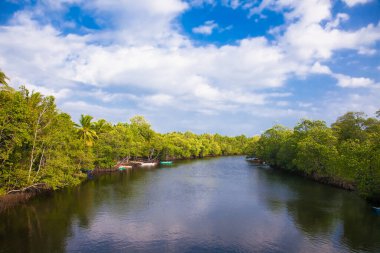 Kuzey Palawan, Filipinler 'deki tropikal nehir mangrov ağaçlarının arasından akar..