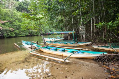 Kuzey Palawan, Filipinler 'deki tropikal nehir mangrov ağaçlarının arasından akar..