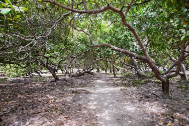 Filipinler 'in kuzeyinde tropik mangrov ağaçları.
