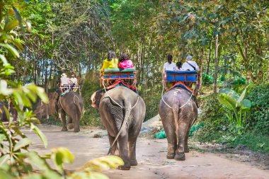 Phuket, Tayland - 24 Ocak 2016: 24 Ocak 2016 'da Phuket Adası' nda fil yürüyüşü, turist eğlencesi. Tayland.