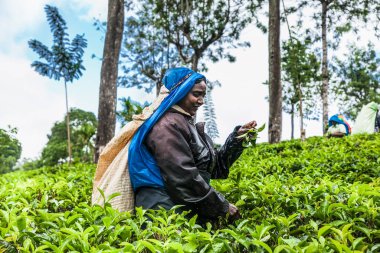 ELLA, SRI LANKA - 26 DEC 2016: Genç bayan çay toplayıcı, 26 Aralık 2016 'da Ella kasabasında taze çay yapraklarını topladı, Uva Eyaleti, Sri Lanka