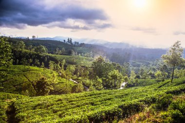 Nuwara Eliya 'nın Sri Lanka' daki çay çiftliği. Nuwara Eliya, Sri Lanka 'da çay ekimi ve üretimi için en önemli yerdir..