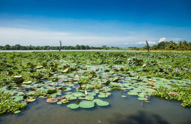 Sri Lanka 'nın Uva ilindeki büyük tatlı su bataklığının manzarası