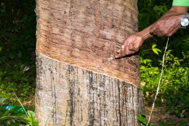 Doğal kauçuk kaynağı olarak kauçuk ağacından (Hevea Brasiliensis) çıkarılan sütlü lateks. Weligama, Sri Lanka 'daki kauçuk fabrikaları.
