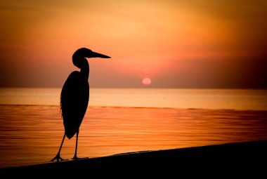 Günbatımı havuzunun kenarında kuş silueti, Maldivler. 