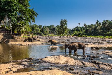 Sri Lanka ormanlarında yıkanan fil sürüleri..